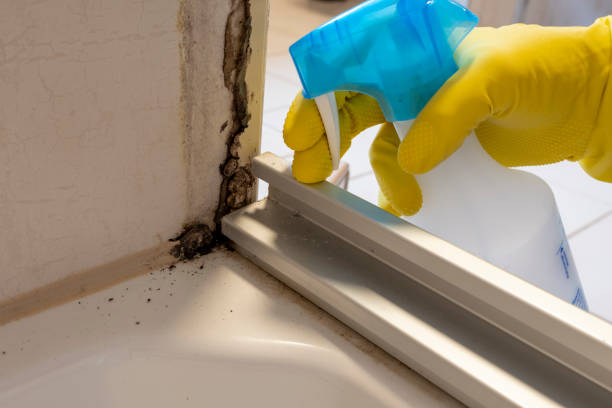 Best Fast Mold Removal  in Spencer, OK