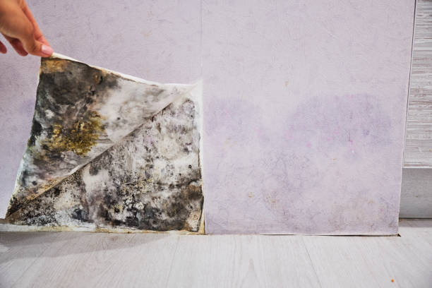 Best Mold Testing and Removal  in Spencer, OK